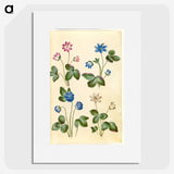 1-79_Maria-Sibylla-Merian_picture