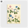 1-79_Maria-Sibylla-Merian_postcard