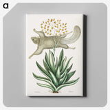 1-79_Mark-Catesby_canvas