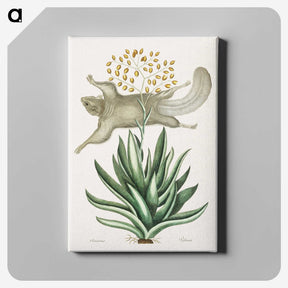 1-79_Mark-Catesby_canvas