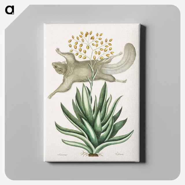 1-79_Mark-Catesby_canvas