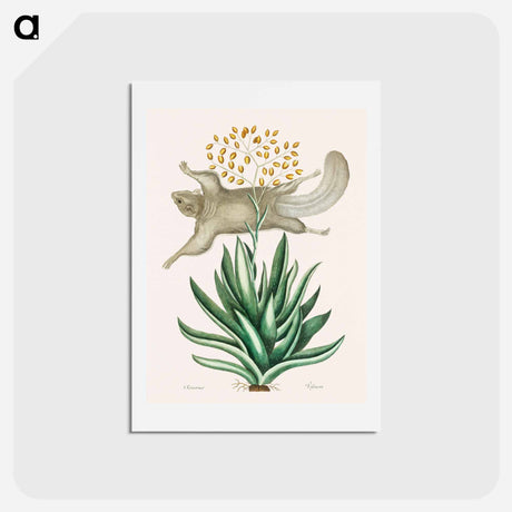 アートポストカード-Flying Squirrel
 - マーク ケイツビー Postcard.