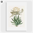 1-79_Mark-Catesby_picture