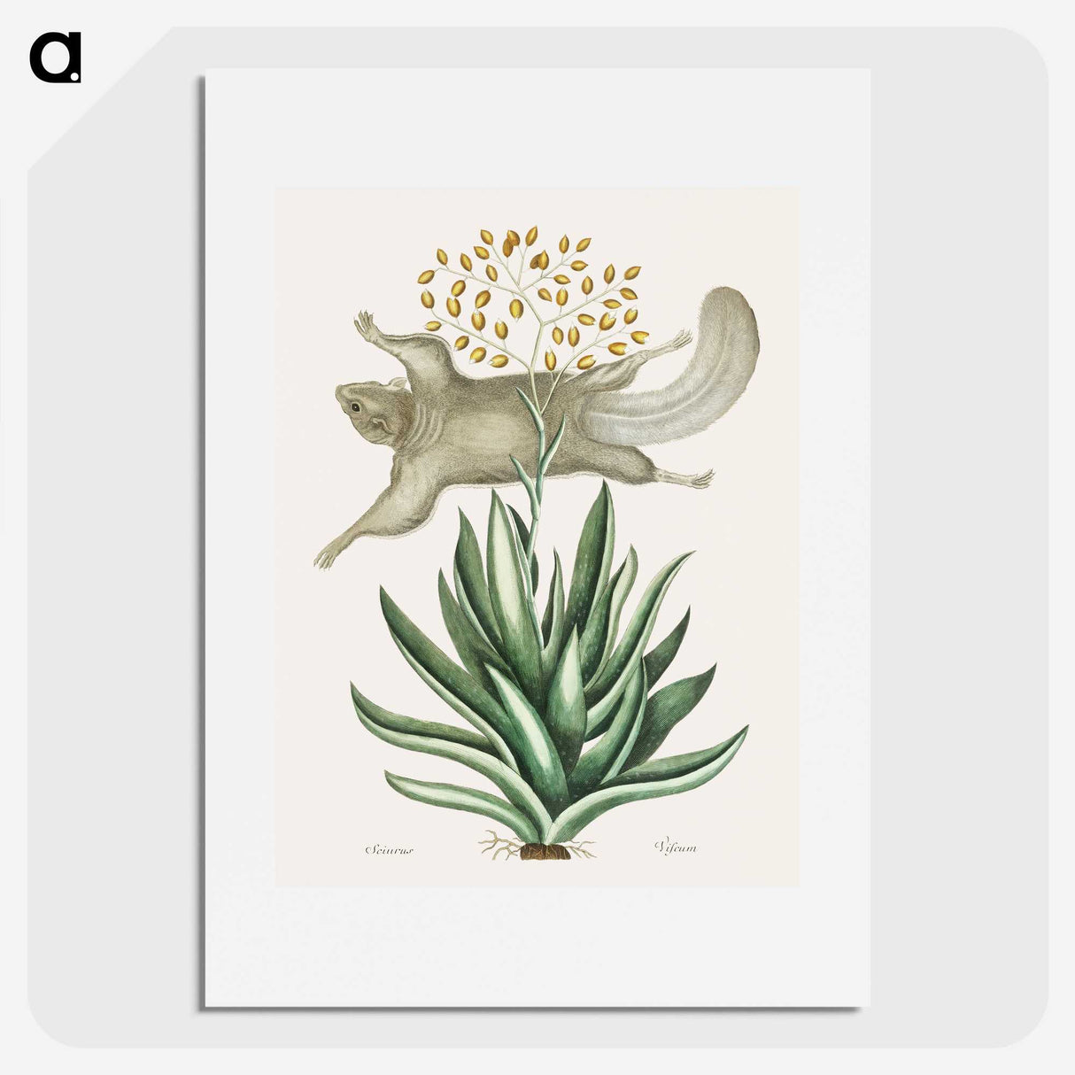 1-79_Mark-Catesby_picture