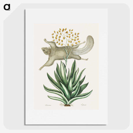 1-79_Mark-Catesby_picture