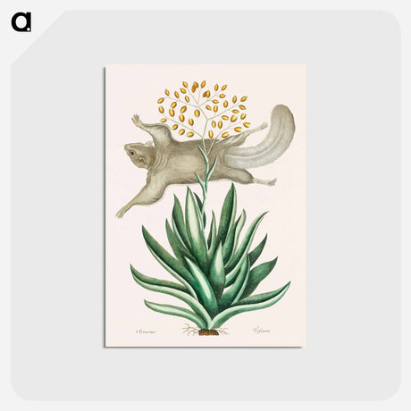 アートポストカード-Flying Squirrel
 - マーク ケイツビー Postcard.