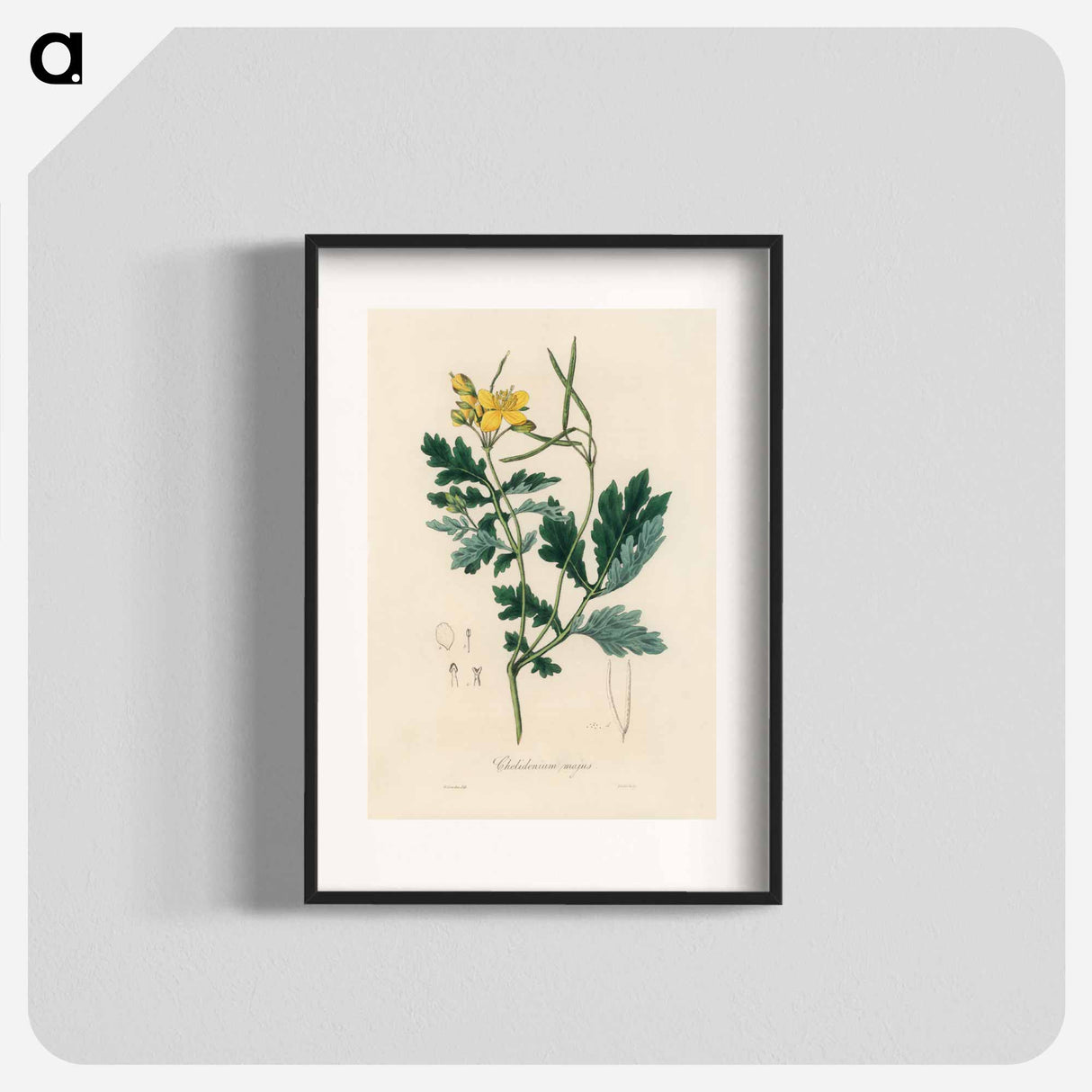 アートポスター-Greater Celandine Illustration
 - 薬用植物学 Poster.