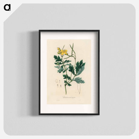 アートポスター-Greater Celandine Illustration
 - 薬用植物学 Poster.