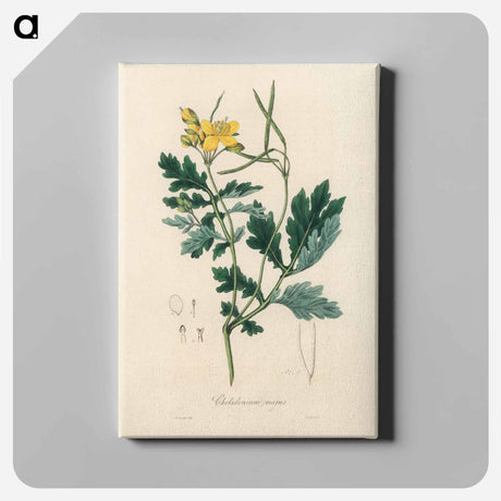 アートパネル-Greater Celandine Illustration
 - 薬用植物学 Canvas.