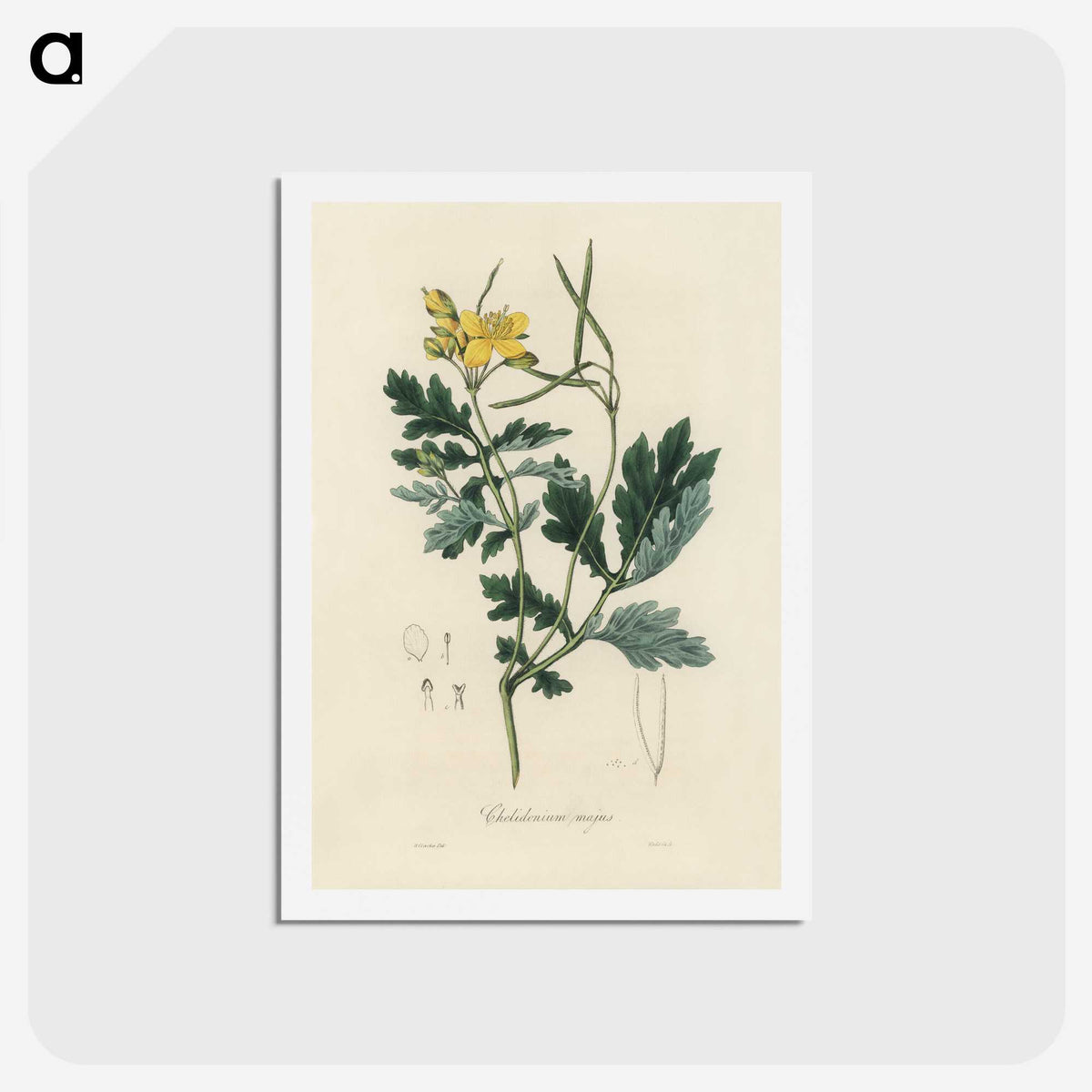 1-79_Medical-Botany_hagaki