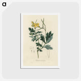 1-79_Medical-Botany_hagaki