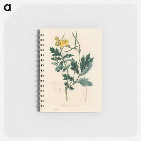 アートメモ帳-Greater Celandine Illustration
 - 薬用植物学 Memo.