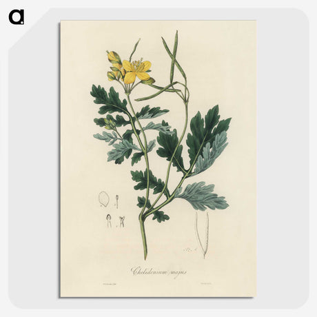 1-79_Medical-Botany_picture-crop