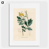アートポスター-Greater Celandine Illustration
 - 薬用植物学 Poster.