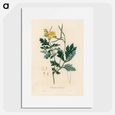 アートポスター-Greater Celandine Illustration
 - 薬用植物学 Poster.