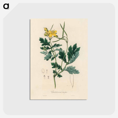 アートポストカード-Greater Celandine Illustration
 - 薬用植物学 Postcard.