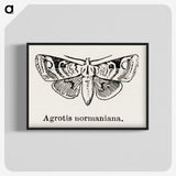 1-79_Moths-and-Butterflies-of-the-United-States_blk-crop