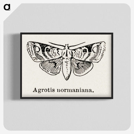 1-79_Moths-and-Butterflies-of-the-United-States_blk-crop