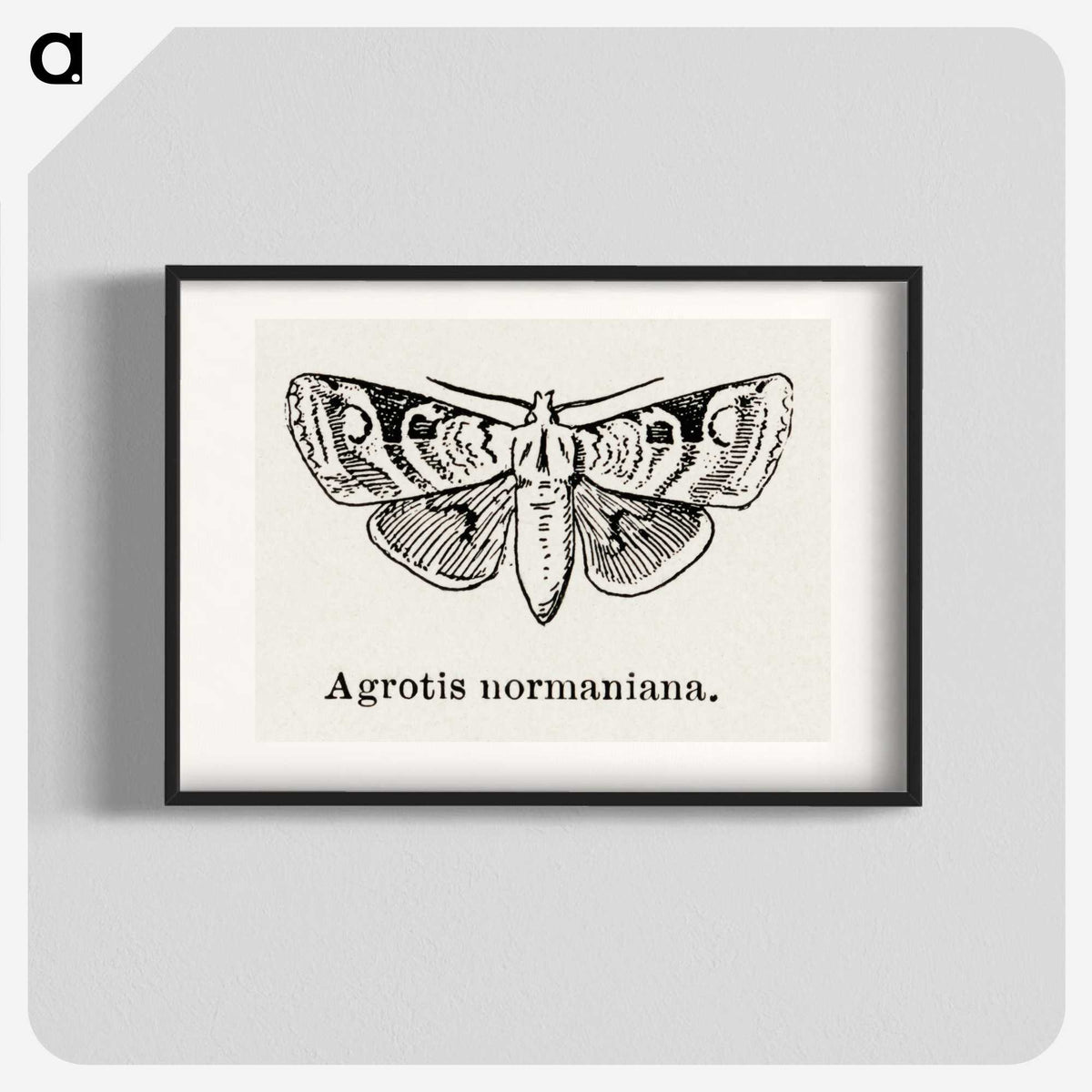 1-79_Moths-and-Butterflies-of-the-United-States_blk