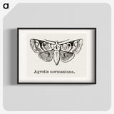 1-79_Moths-and-Butterflies-of-the-United-States_blk