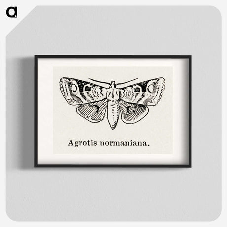 1-79_Moths-and-Butterflies-of-the-United-States_blk