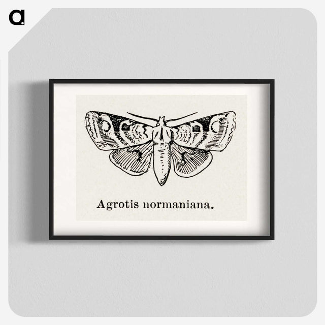 1-79_Moths-and-Butterflies-of-the-United-States_blk