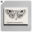 1-79_Moths-and-Butterflies-of-the-United-States_canvas