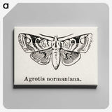 1-79_Moths-and-Butterflies-of-the-United-States_canvas
