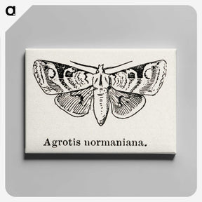 1-79_Moths-and-Butterflies-of-the-United-States_canvas