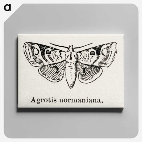 1-79_Moths-and-Butterflies-of-the-United-States_canvas