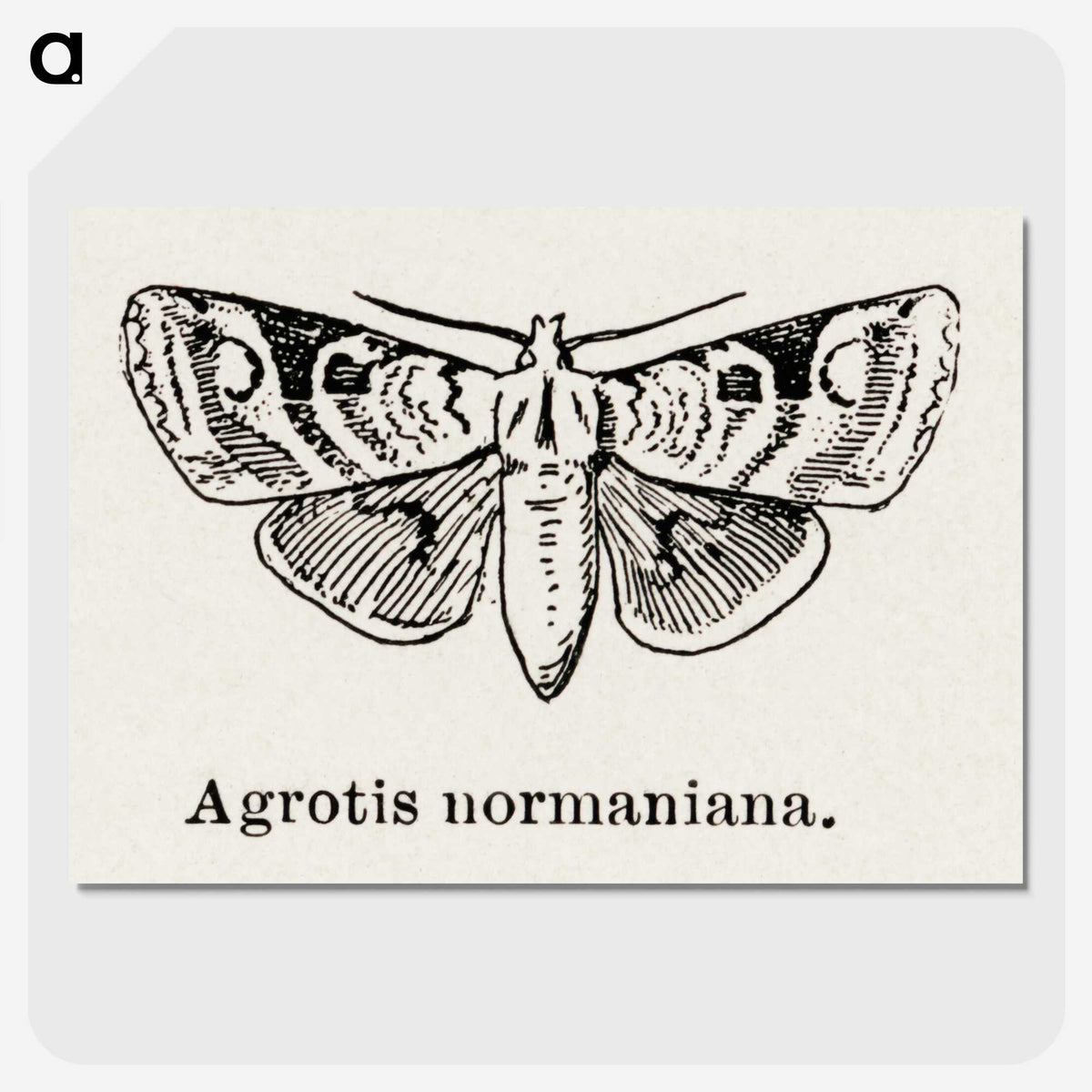 1-79_Moths-and-Butterflies-of-the-United-States_picture-crop