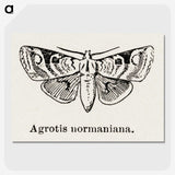 1-79_Moths-and-Butterflies-of-the-United-States_picture-crop