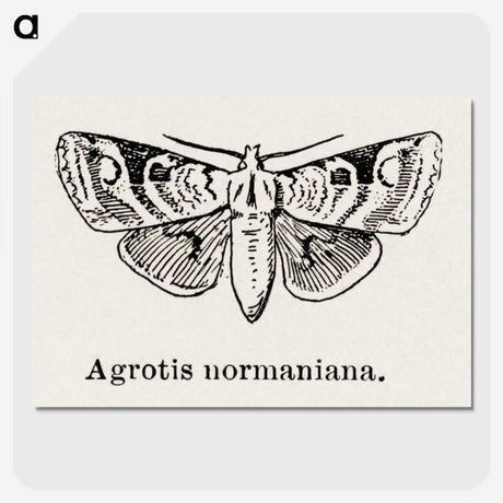 1-79_Moths-and-Butterflies-of-the-United-States_picture-crop