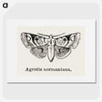 1-79_Moths-and-Butterflies-of-the-United-States_picture