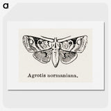 1-79_Moths-and-Butterflies-of-the-United-States_picture