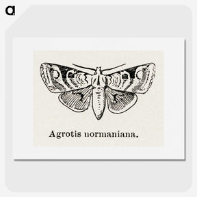 1-79_Moths-and-Butterflies-of-the-United-States_picture