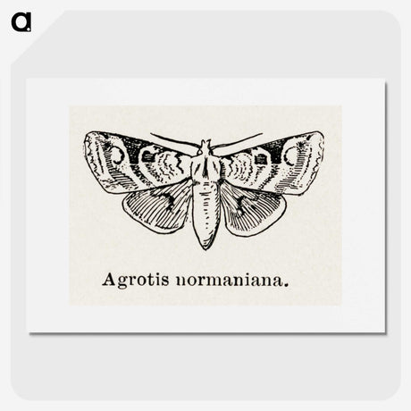 1-79_Moths-and-Butterflies-of-the-United-States_picture