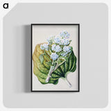 1-79_Native-Flowering-Plants-of-New-Zealand_blk-crop