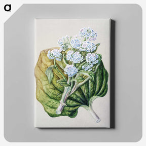 1-79_Native-Flowering-Plants-of-New-Zealand_canvas