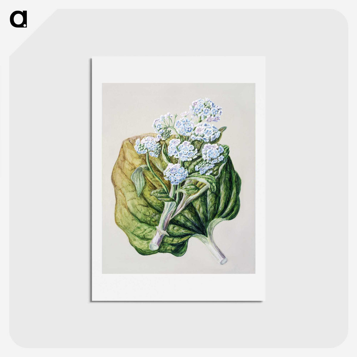 1-79_Native-Flowering-Plants-of-New-Zealand_hagaki