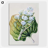 1-79_Native-Flowering-Plants-of-New-Zealand_picture-crop
