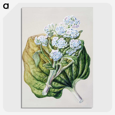 1-79_Native-Flowering-Plants-of-New-Zealand_picture-crop