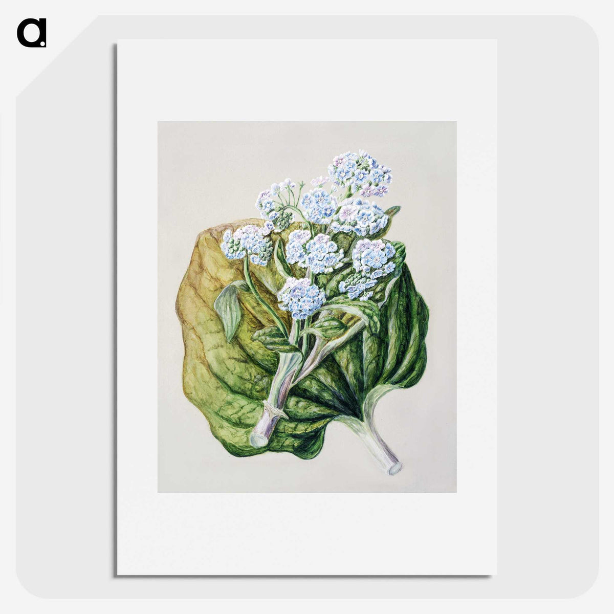 1-79_Native-Flowering-Plants-of-New-Zealand_picture