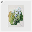 1-79_Native-Flowering-Plants-of-New-Zealand_postcard