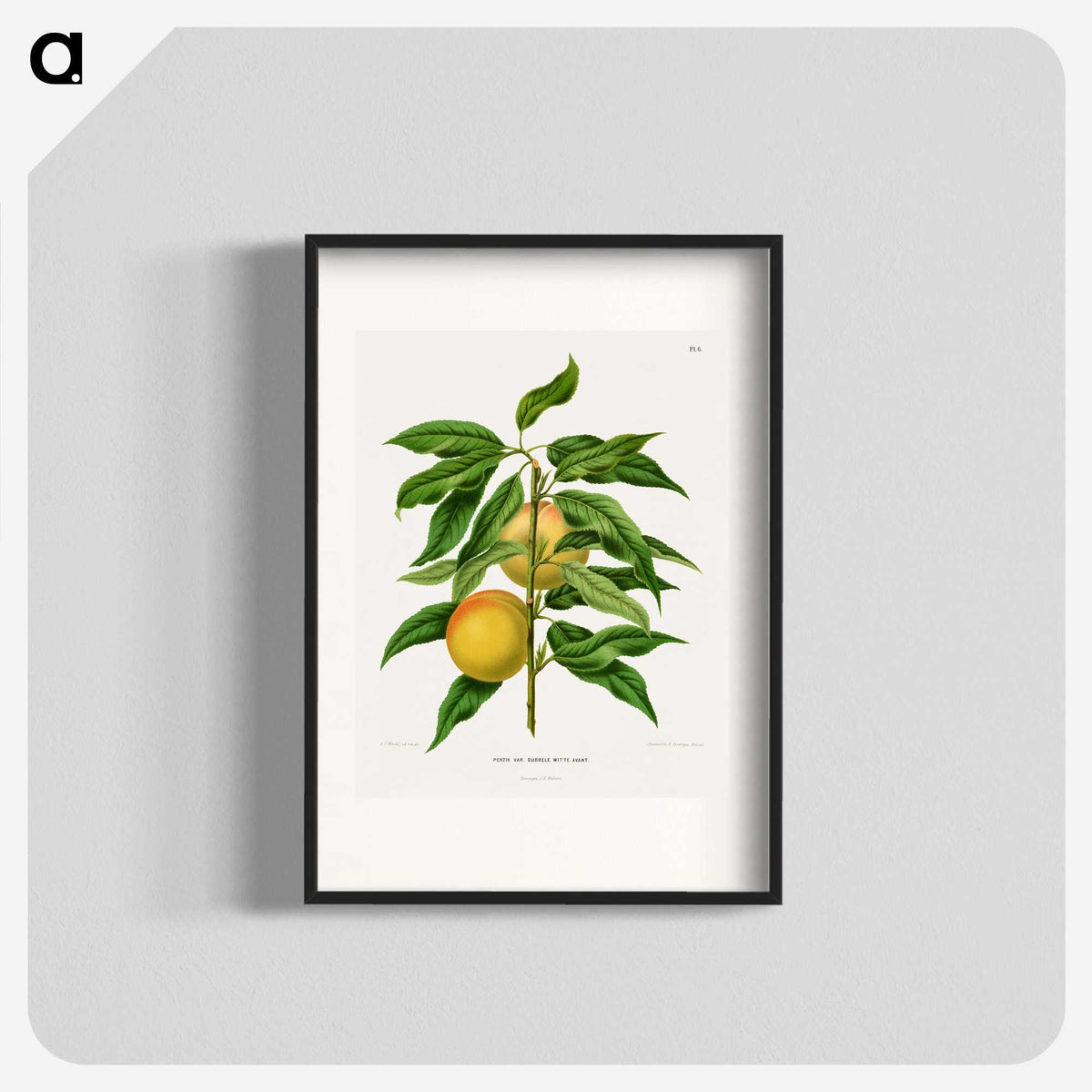 1-79_Nederlandsche-Flora-en-Pomona_blk