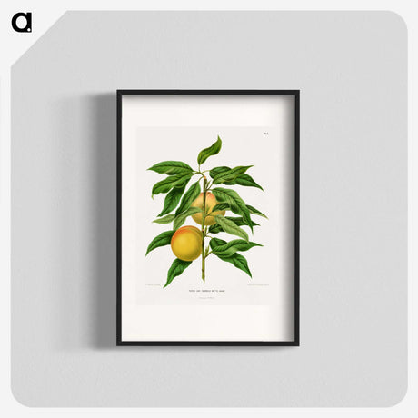 1-79_Nederlandsche-Flora-en-Pomona_blk