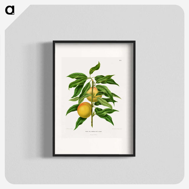1-79_Nederlandsche-Flora-en-Pomona_blk