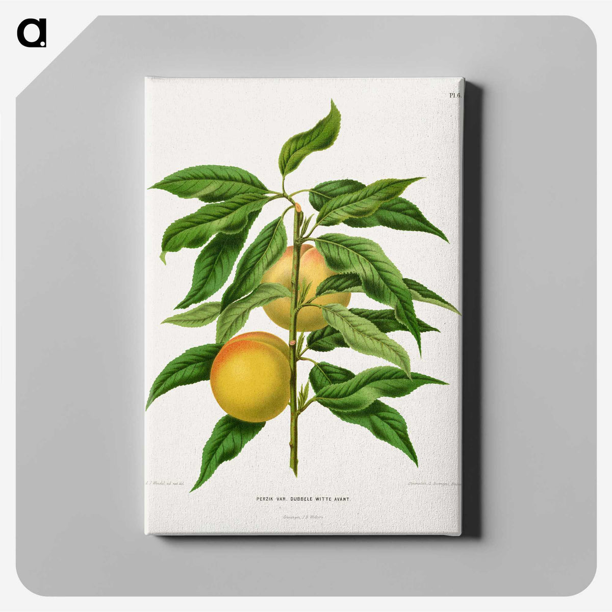 1-79_Nederlandsche-Flora-en-Pomona_canvas