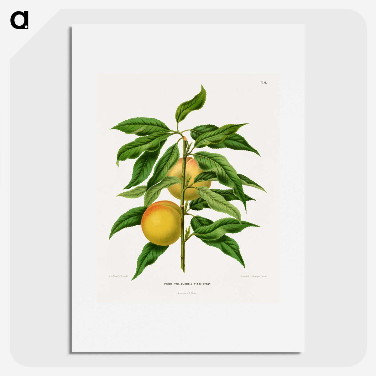 1-79_Nederlandsche-Flora-en-Pomona_picture
