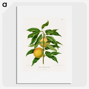 1-79_Nederlandsche-Flora-en-Pomona_picture